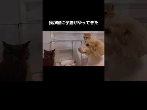 家に来た子猫と先住犬猫とのご対面 #子猫 #犬 #shorts
