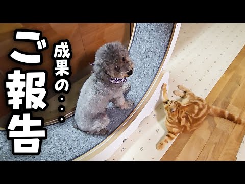 犬が子猫と半年間一緒に回し車を練習した結果こうなった…２