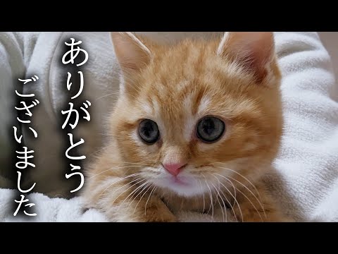 ハスキー犬と猫に育てられた子猫は半年後こうなりました…