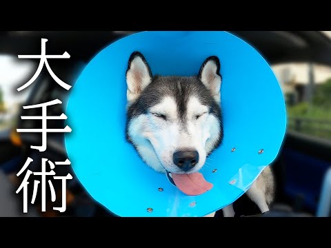 大手術から戻って来ました…