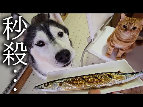 初めてさんまを食べた子猫と犬達の反応がこちらです…