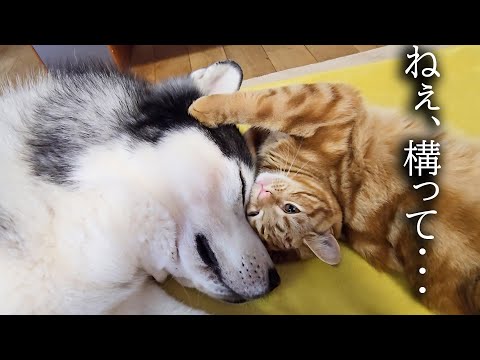 元気になった犬にかまってほしい子猫がこうなりました…
