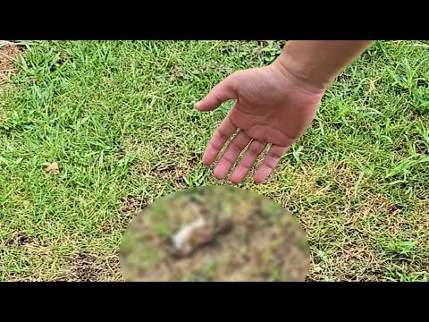 庭に弱っているスズメがいたので救助保護してみた結果…
