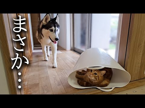 子猫がカゴから出てくれないので犬を呼んだ結果こうなった…