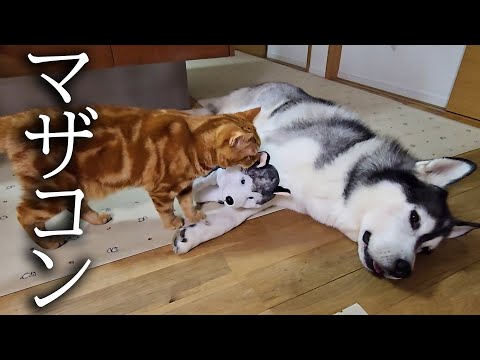 夜中に寂しくて子犬を抱っこしてたら子猫の反応が…
