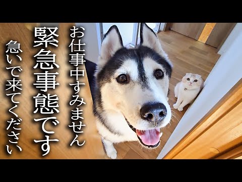 ハスキー犬と猫が涙目で騒いでるのでついて行ってみると…