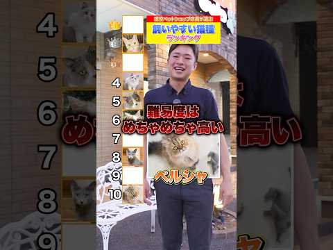 プロが選ぶ！飼いやすい猫種ランキングTOP10！　＃猫 ＃飼い方 ＃猫種 #ペットショップ