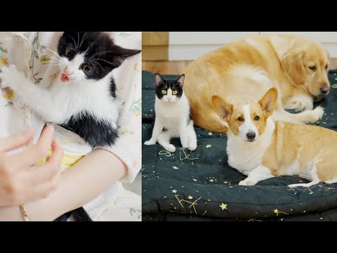 犬が大嫌いだった保護猫の雨ちゃんが、1年半一緒に暮らしたら少しずつ犬化してきた！