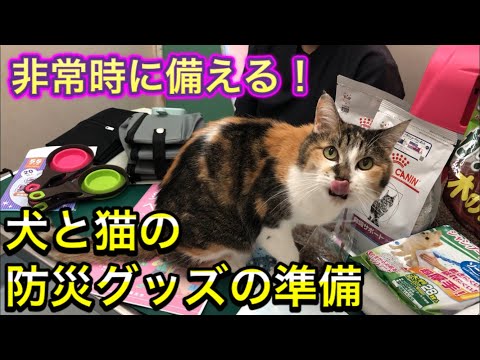 水やご飯はどのくらい必要？犬猫の防災グッズを一緒に準備！非常時に備えていきましょう！
