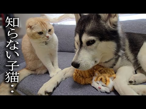 最愛の犬が知らない子猫と寝てたら猫がこうなりました…