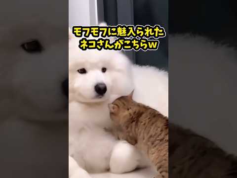 仕事で疲れたお前らに贈る笑いと癒しの犬とネコ5選ww　#犬と猫 #笑える #癒し #ペットのいる暮らし #元気になる動画