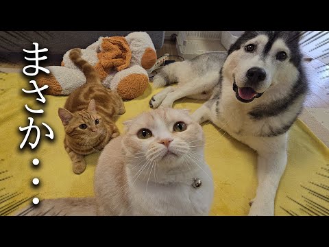 犬と猫に誕生日プレゼントをあげたらまさかのこうなりました…