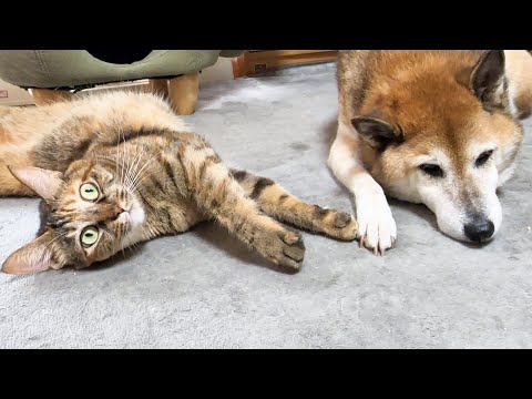 犬と猫の大家族の男の子たちは自分より他の猫たちを優先する優しいわんにゃんです
