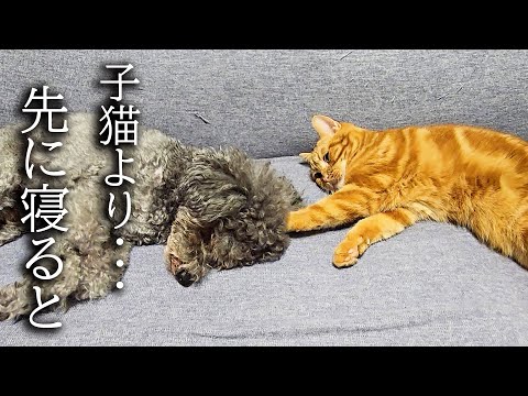 犬が子猫より先に寝るとこうなります…