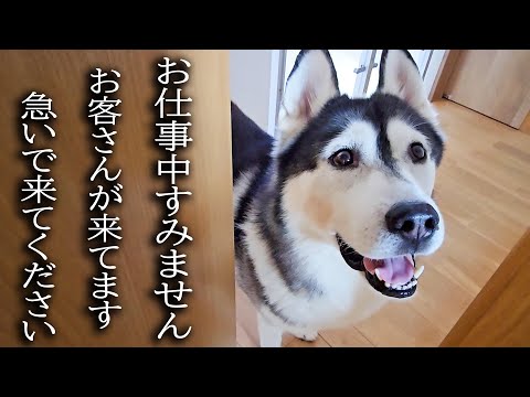 突然のお客さんの訪問に大喜びの犬と猫がこちらです…