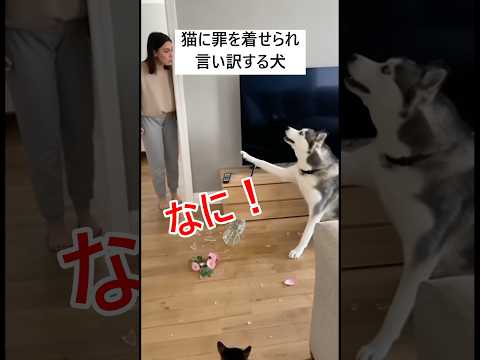 罪を着せられ言い訳する犬#shorts #cat #dog #funny #犬#猫#おもしろ