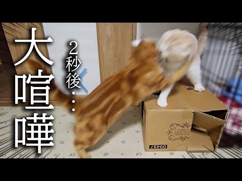 深夜に子猫と母猫が初めて大喧嘩したら犬の行動に驚きました…