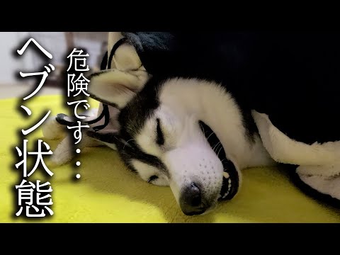 こたつを出したら寒がりな猫と犬が秒でこうなっちゃいました…