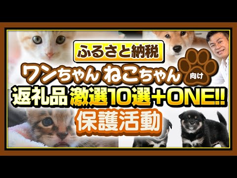 ふるさと納税】犬猫保護!!　ワンちゃん猫ちゃん向けの返礼品厳選10選のご紹介　#ふるさと納税　#ふるさと納税クラウドファンディング #猫 #犬