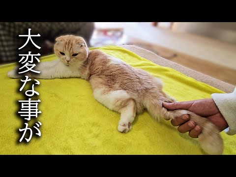 猫のしっぽを握ってたら大変なことになりました…