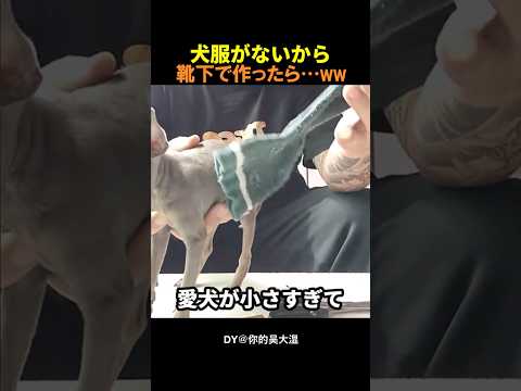 ㊗️340万再生🎉犬服がないから靴下で作ると…？