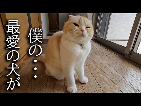 犬を預けたら寂しすぎて家中大泣きして探し回る猫がこちら
