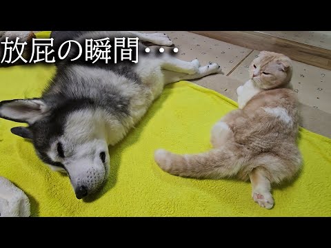 猫がハスキー犬の前で臭いオナラをしたらこうなりました…