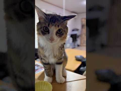 お家の犬さんと猫さん　おはようございます UPにかなり時間掛かった！#dog #cat #元気になる動画 #日常 #大型犬のいる生活 #猫のいる暮らし #ねこ