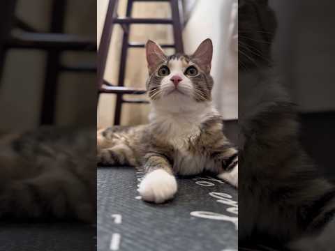 お家の犬さんと猫さん　お気に入りのう○こで遊ぶ #dog #cat #日常