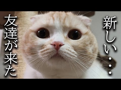 犬と猫に新しい友達を連れてきたらこうなっちゃいました..