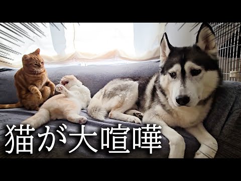 突然猫達が大喧嘩を始めたらハスキー犬がこうなっちゃいました…