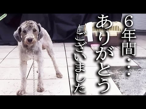 土手に捨てられた犬と6年間一緒に暮らしてきた結果こうなりました…