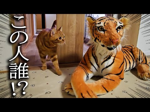 家にトラがいた時の子猫と犬の反応が120点すぎました