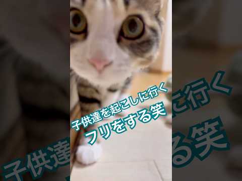 お家の犬さんと猫さん　あれ？ミーナ！子供達起こしに行かないの？ #dog #cat #元気になる動画 #猫のいる暮らし #三毛猫 #日常 #保護猫 #大型犬のいる生活 #仲良し