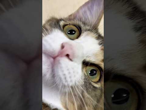 お家の犬さんと猫さん　おはようございます。3日間お暇を頂きました🙇‍♂️ありがとうございます。 #dog #cat #大型犬のいる生活 #猫のいる暮らし #日常 #仲良し #保護猫 #三毛猫