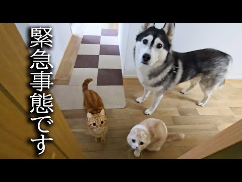 階段が怖くて降りれない犬を助ける子猫がこちらです…