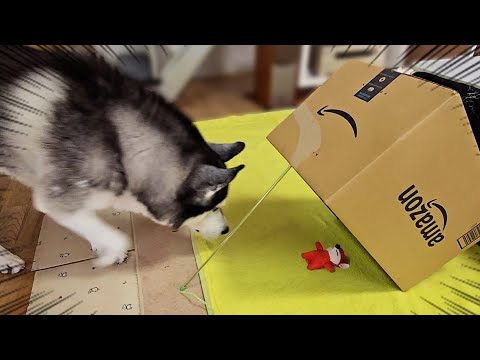 バレバレの罠をしかけたら子猫とハスキー犬達がまさか…笑