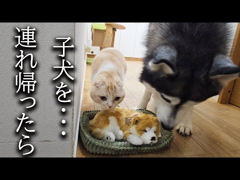 売れ残った子犬を連れ帰ったら猫達と犬が大変なことに…