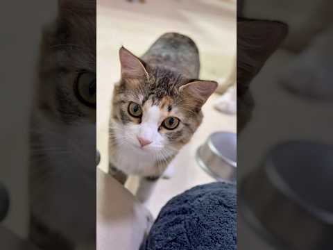 お家の犬さんと猫さん　忍び寄るミーナ #dog #cat #元気になる動画 #大型犬のいる生活 #猫のいる暮らし #日常