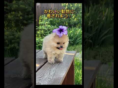 かわいい猫や犬で癒されよう！ 優しい動物の動画をどうぞ！#癒し #猫 #犬 #動物