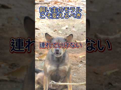 【捨て犬、捨て猫】飼い主のモラルを変える【腸内細菌・フローラ・善玉菌・悪玉菌・腸活・免疫】