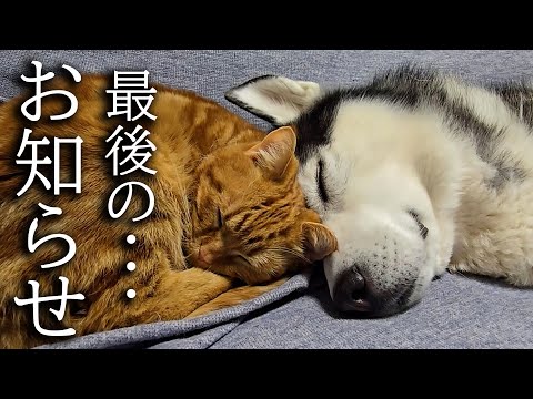 今まで応援してくださった皆様へ今年最後のお知らせ…