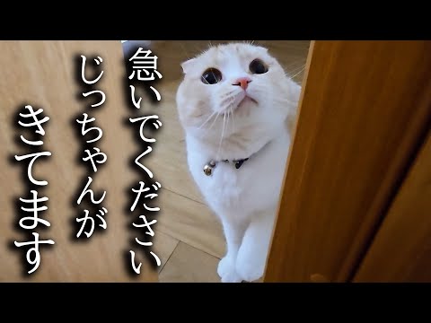 玄関に大好きなじっちゃんがいたら猫と犬がこうなっちゃいました…