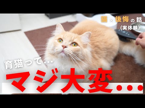 一人暮らしで猫飼って後悔してる人 / これから猫を飼う人へ【僕が育猫ノイローゼになりかけた話】