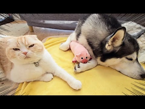 犬がぬいぐるみと寝てたら猫の反応が…