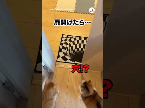 扉開けたらトリックアート｜PECO