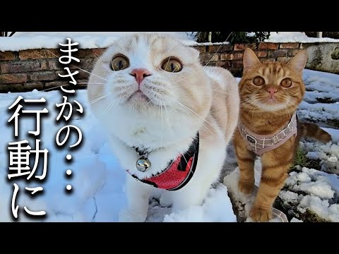生まれて初めて雪の中を散歩した子猫がとんでもないことに…