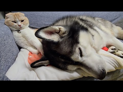 病院から帰ったハスキー犬の様子がおかしいです…