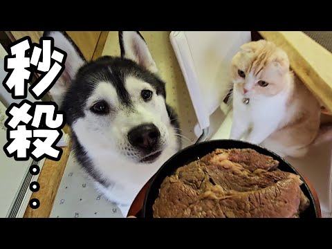 生まれて初めて特大ステーキを食べた猫と犬達の反応がこちらです…
