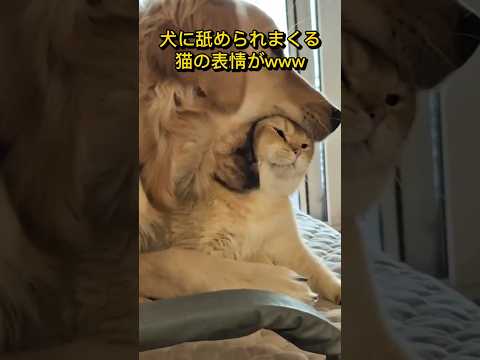 犬に舐められまくる猫の表情がwww